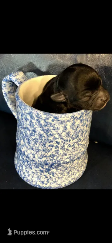 Tiny tiny LH blk n wht – Chihuahua puppy for sale in Hendrix, OK