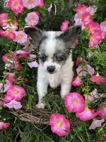Tiny tiny blue merle, a male Chihuahua for sale in Hendrix, OK – 8 of 10