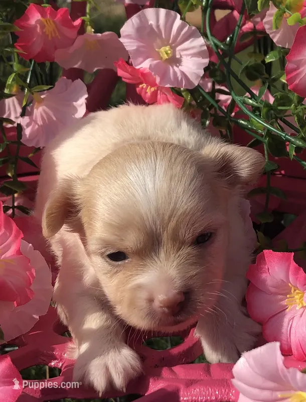 Jake (longhair) – Chihuahua puppy for sale in Hendrix, OK