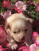 Jake (longhair), a male Chihuahua for sale in Hendrix, OK – 1 of 8
