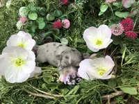 Tiny, tiny LH merle, a male Chihuahua for sale in Hendrix, OK – Photo 5 of 5