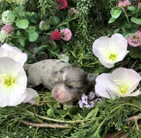 Tiny, tiny LH merle, a male Chihuahua for sale in Hendrix, OK – Photo 3 of 5