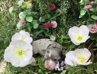 Tiny, tiny LH merle, a male Chihuahua for sale in Hendrix, OK – Photo 4 of 5