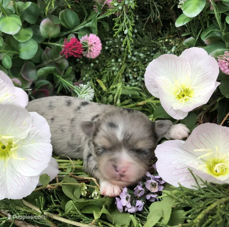 Tiny, tiny LH merle – Chihuahua puppy for sale in Hendrix, OK