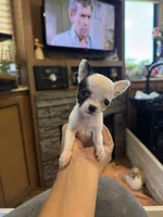 SOLD Tiny, tiny applehead, a female Chihuahua for sale in Hendrix, OK – Photo 2 of 3