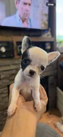 SOLD Tiny, tiny applehead, a female Chihuahua for sale in Hendrix, OK – Photo 3 of 3