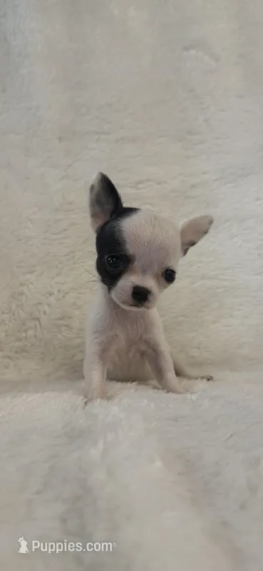 SOLD Tiny, tiny applehead, a female Chihuahua for sale in Hendrix, OK – Photo 1 of 3