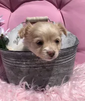 Tiny fluffball jake, a male Chihuahua for sale in Hendrix, OK – 6 of 10