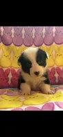 Allie, a female Pembroke Welsh Corgi for sale in Hendrix, OK – 2 of 6