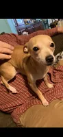 Prim Rose, a female Chihuahua for sale in Hendrix, OK – 3 of 6
