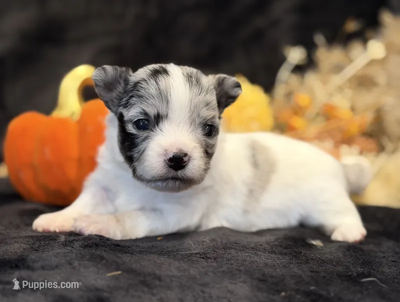 Prince (blue Merle) – Chihuahua puppy for sale in Hendrix, OK