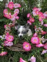 Tiny tiny blue merle, a male Chihuahua for sale in Hendrix, OK – 3 of 10
