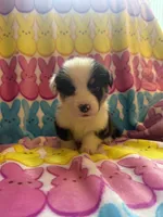 Gabe, a male Pembroke Welsh Corgi for sale in Hendrix, OK – 5 of 5