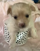 Jake, a male Chihuahua for sale in Hendrix, OK – 3 of 3