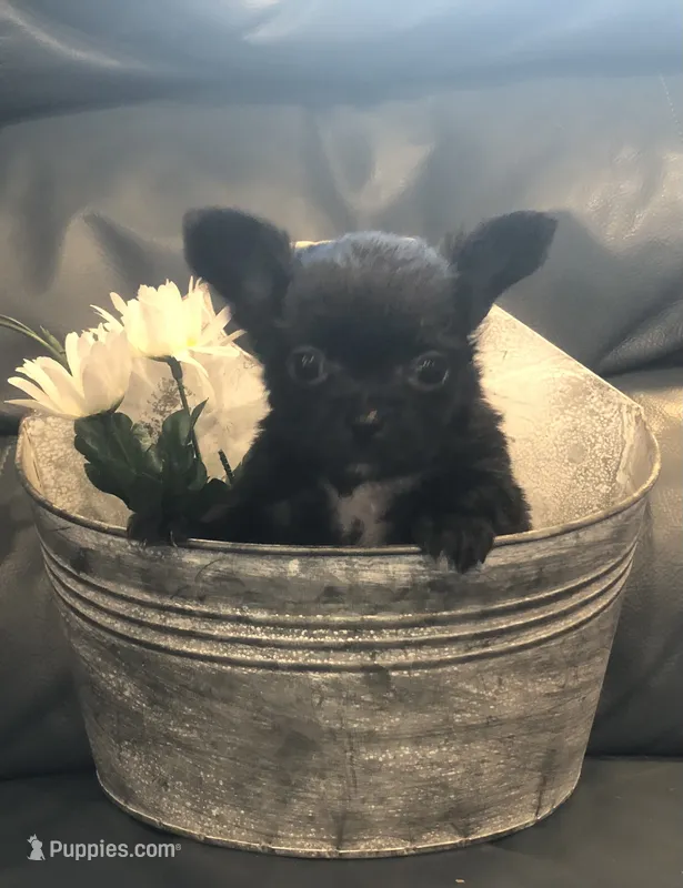 Tiny, tiny, tiny shadow (LH) – Chihuahua puppy for sale in Hendrix, OK