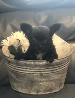 Tiny, tiny, tiny shadow (LH), a male Chihuahua for sale in Hendrix, OK – 1 of 10