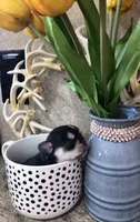 Reba, a female Chihuahua and Pekingese for sale in Hendrix, OK – 3 of 4