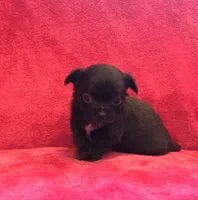 Tiny,tiny,tiny, a male Chihuahua for sale in Hendrix, OK – Photo 4 of 4