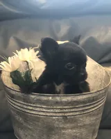 Tiny, tiny, tiny shadow (LH), a male Chihuahua for sale in Hendrix, OK – 6 of 10