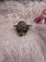Olivia, a female Chihuahua for sale in Hendrix, OK – 3 of 5