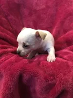 Dutchess, a female Chihuahua for sale in Hendrix, OK – Photo 2 of 3