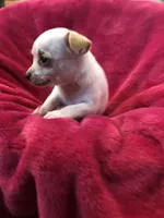 Dutchess, a female Chihuahua for sale in Hendrix, OK – Photo 3 of 3
