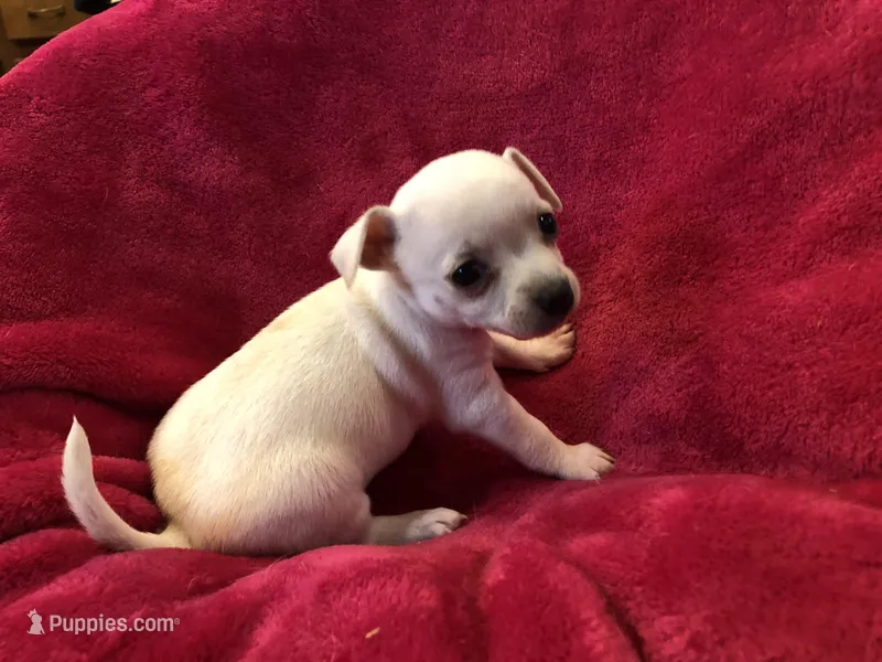 Dutchess – Chihuahua puppy for sale in Hendrix, OK