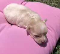 Jake, a male Chihuahua for sale in Hendrix, OK – 8 of 8