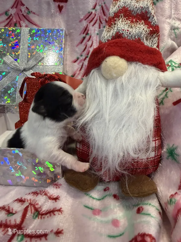 Tiny Kale – Chihuahua puppy for sale in Hendrix, OK