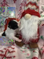 Tiny Kale, a male Chihuahua for sale in Hendrix, OK – 1 of 6