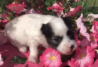 Jed (longhair), a male Chihuahua for sale in Hendrix, OK – 3 of 9