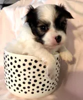 Jed, a male Chihuahua for sale in Hendrix, OK – 5 of 5