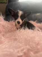 George, a male Pembroke Welsh Corgi for sale in Hendrix, OK – 4 of 5