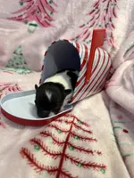 Tiny Kane, a male Chihuahua for sale in Hendrix, OK – 2 of 5