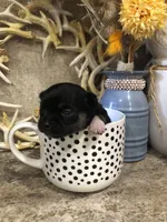 Shadow, a female Chihuahua and Pekingese for sale in Hendrix, OK – 2 of 6