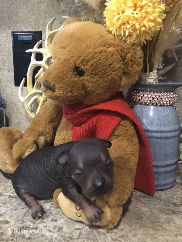 Vinny – Chihuahua, Pekingese puppy for sale in Hendrix, OK