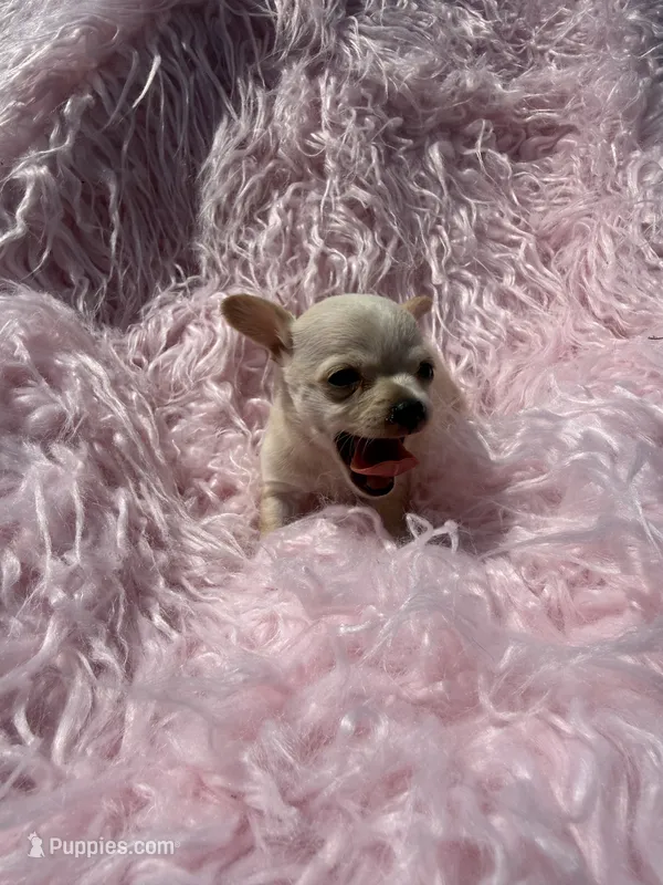 Jackie – Chihuahua puppy for sale in Hendrix, OK