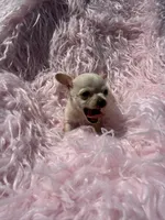 Jackie, a female Chihuahua for sale in Hendrix, OK – 1 of 4