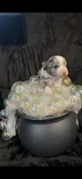 Tiny (LH) Iris, a female Chihuahua for sale in Hendrix, OK – 8 of 10
