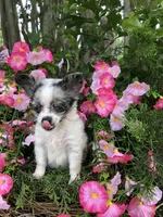 Tiny tiny blue merle, a male Chihuahua for sale in Hendrix, OK – 6 of 10