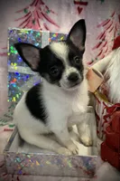 Tiny Gabe, a male Chihuahua for sale in Hendrix, OK – 2 of 5