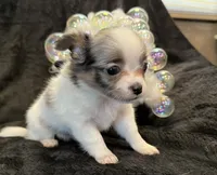 Princess (blue Merle) (LH), a female Chihuahua for sale in Hendrix, OK – 4 of 8