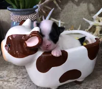 Jed, a male Chihuahua for sale in Denison, TX – 5 of 5