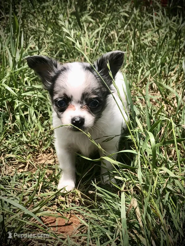 Tiny tiny tiny LH – Chihuahua puppy for sale in Hendrix, OK