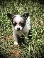 Tiny tiny tiny LH, a male Chihuahua for sale in Hendrix, OK – 1 of 2