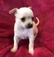 Prince, a male Chihuahua for sale in Hendrix, OK – Photo 5 of 7