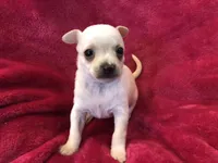 Prince, a male Chihuahua for sale in Hendrix, OK – Photo 6 of 7