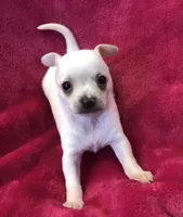 Prince, a male Chihuahua for sale in Hendrix, OK – Photo 2 of 7