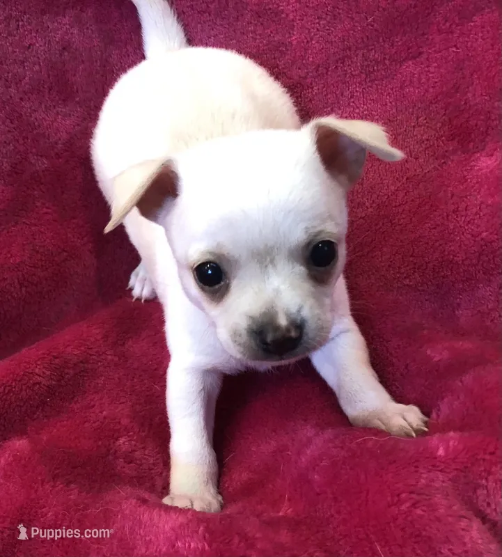 Prince – Chihuahua puppy for sale in Hendrix, OK