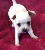 Prince, a male Chihuahua for sale in Hendrix, OK – Photo 1 of 7